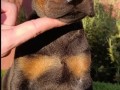 doberman-stenci-small-7