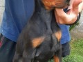 doberman-stenci-small-3