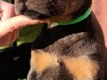 doberman-stenci-small-8