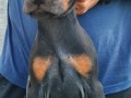 doberman-stenci-small-5