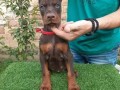 doberman-stenci-small-1