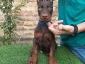 doberman-stenci-small-2