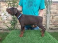 doberman-stenci-small-0