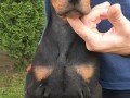 doberman-stenci-small-4