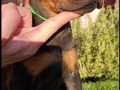 doberman-stenci-small-9