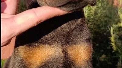 doberman-stenci-big-7
