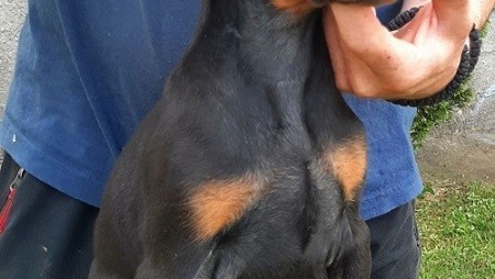 doberman-stenci-big-3