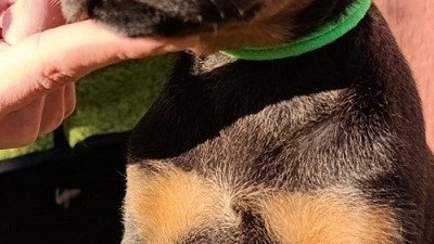 doberman-stenci-big-8