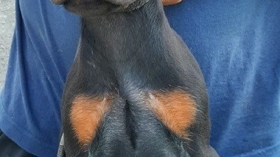 doberman-stenci-big-5