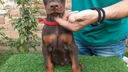 doberman-stenci-big-1