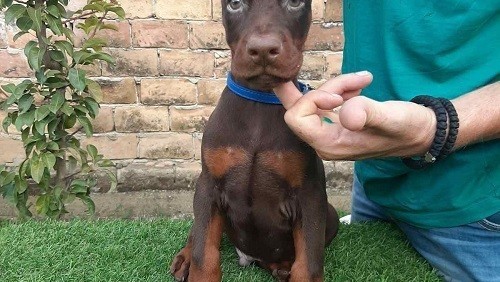 doberman-stenci-big-2