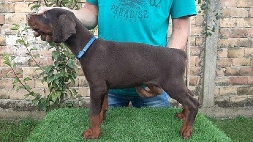 Doberman štenci