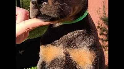 doberman-stenci-big-6