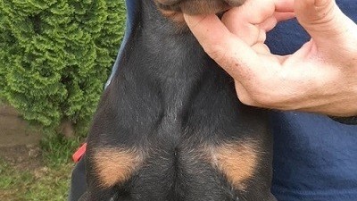 doberman-stenci-big-4