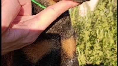 doberman-stenci-big-9