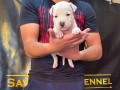 americki-stafordski-terijer-stenci-vrhunskog-porekla-small-7
