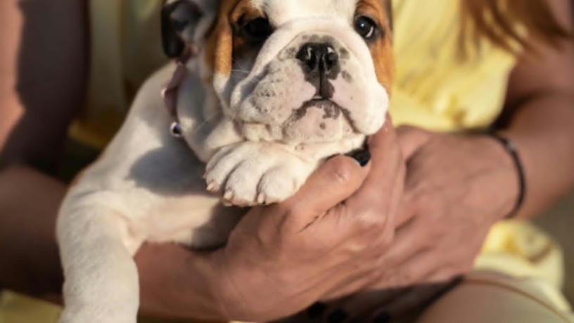 Engleski buldog štenci