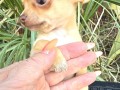 mini-i-mikro-civave-small-3