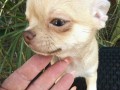 mini-i-mikro-civave-small-4
