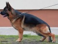 nemacki-ovcar-small-7